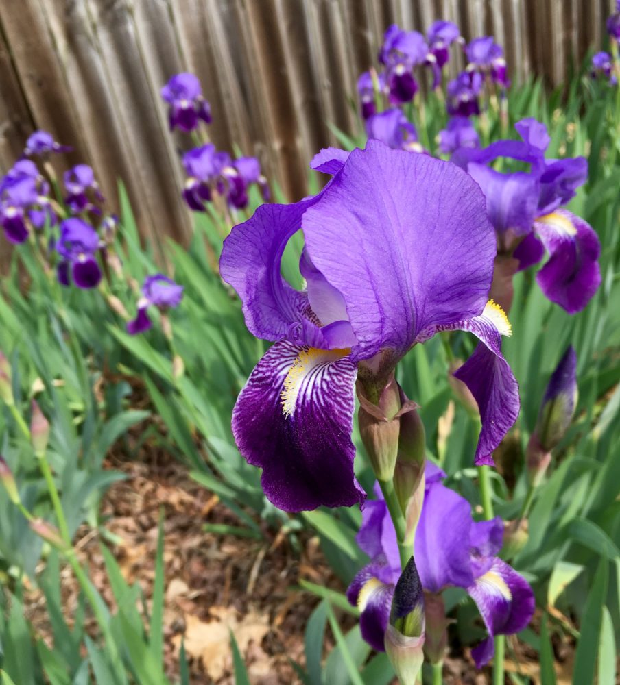 Purple Irises – Athens, Georgia – 03/25/2019 – SPG Family Adventure Network