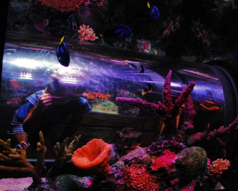 SEA LIFE Aquarium Kansas City, Missouri 06/28/2012 SPG Family