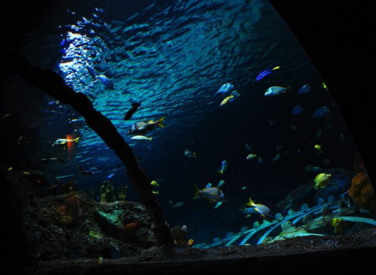 SEA LIFE Aquarium Kansas City, Missouri 06/28/2012 SPG Family