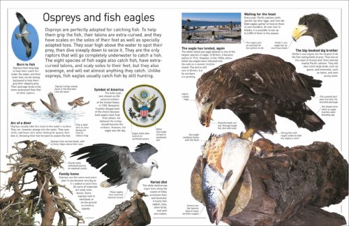 Homeschoolers homeschooling family travel adventure things to do with kids teens spgfan smiles per gallon teaching at home birds of prey raptors life science biology books video charts media vocabulary free recommended resources eagles hawks falcons osprey owls vultures
