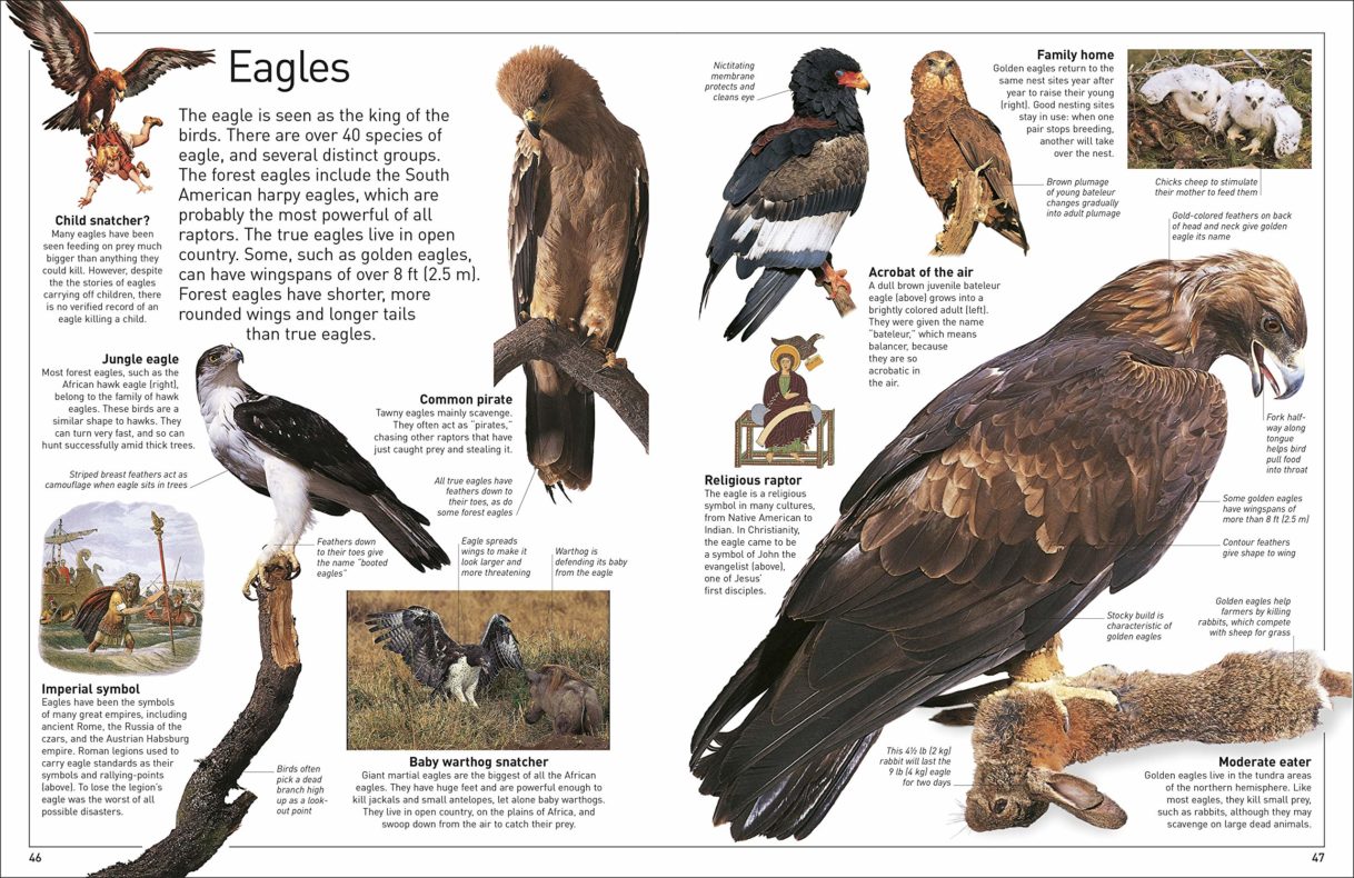american birds of prey list