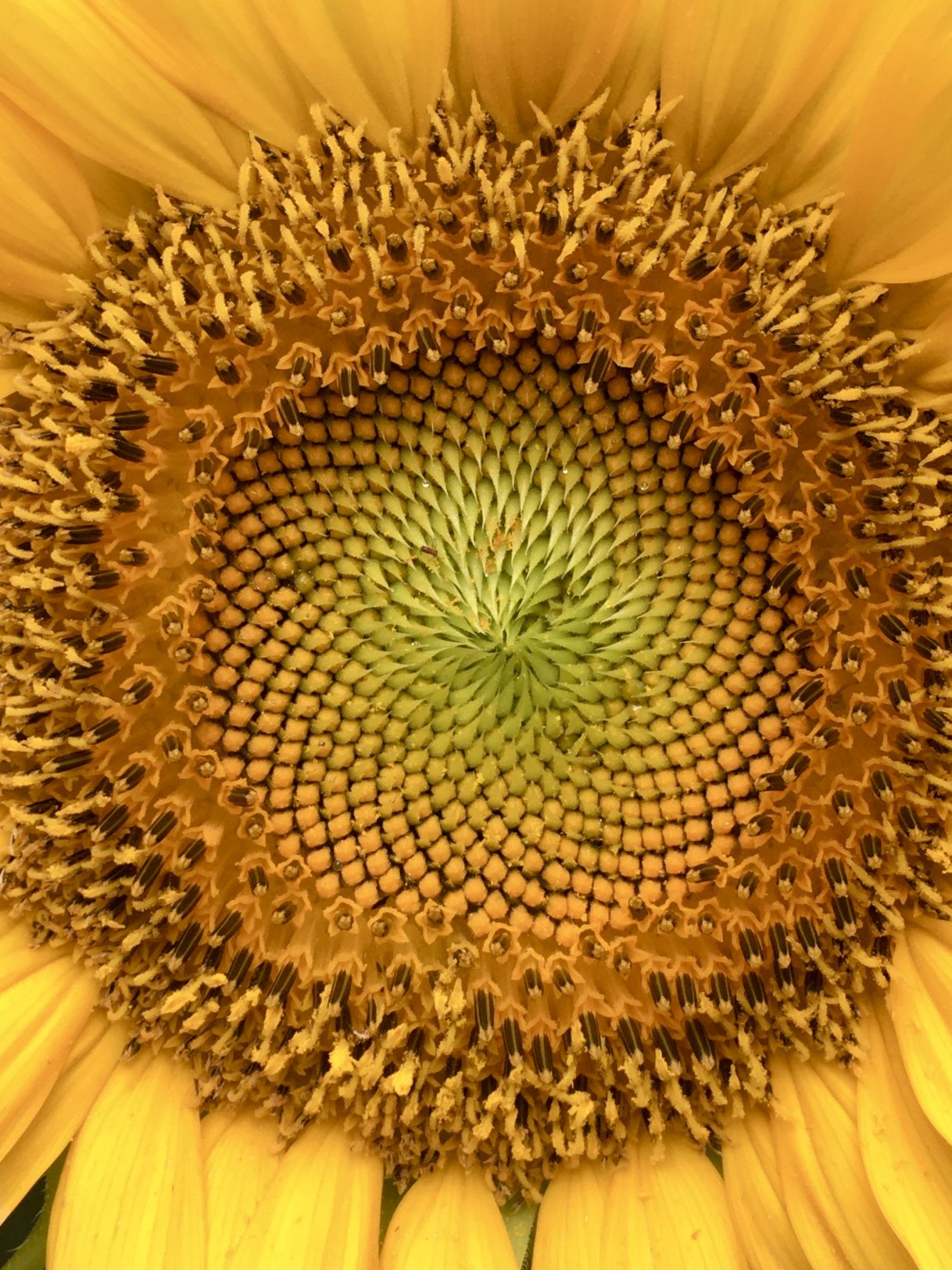 Stargazer Lilies and Giant Sunflowers Fun in Our Summer Garden