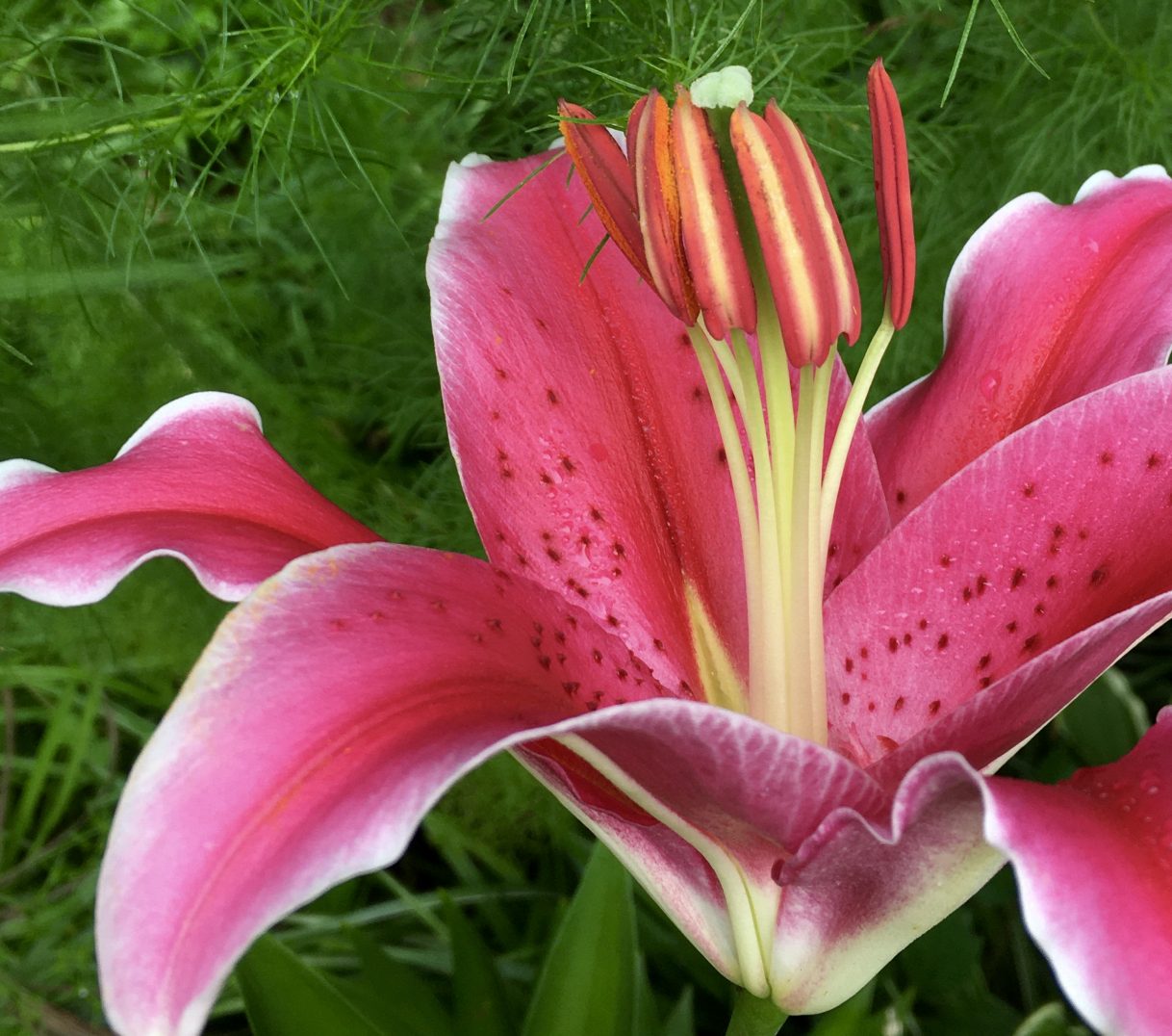 Stargazer Lilies and Giant Sunflowers Fun in Our Summer Garden