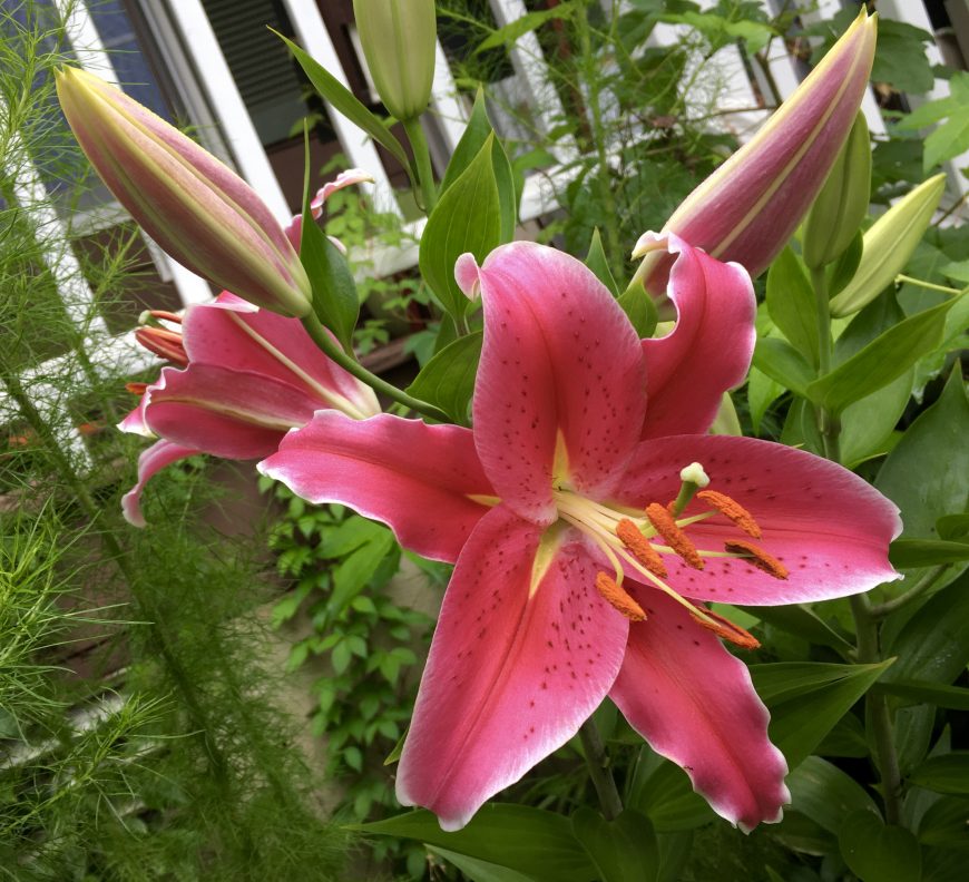 Stargazer Lilies and Giant Sunflowers Fun in Our Summer Garden