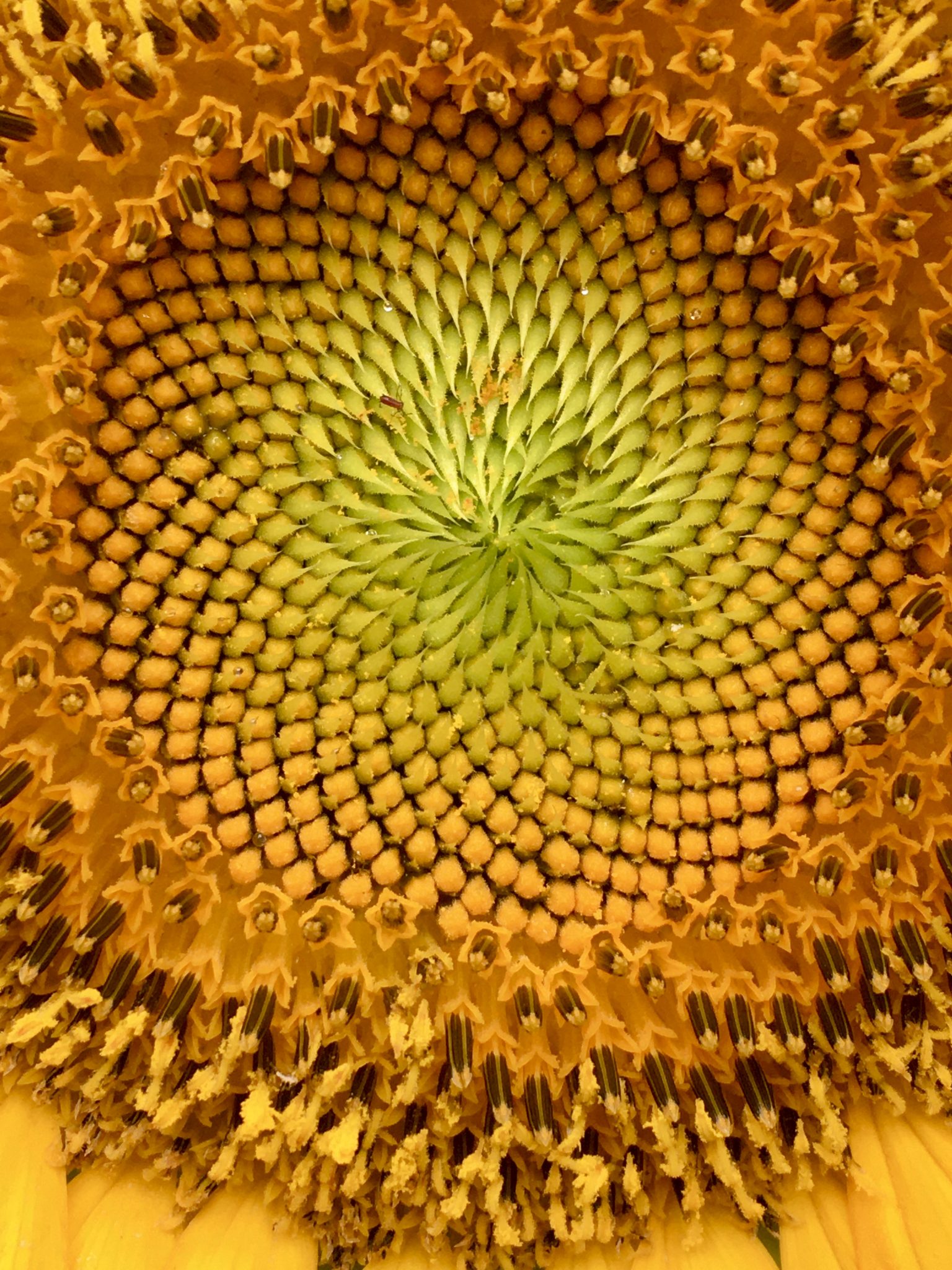 Stargazer Lilies and Giant Sunflowers Fun in Our Summer Garden