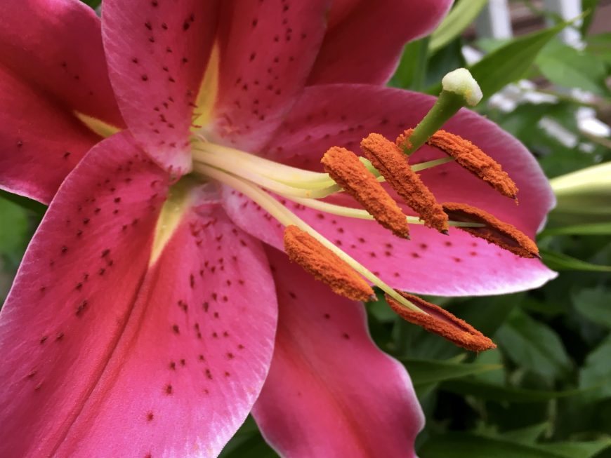 Stargazer Lilies and Giant Sunflowers Fun in Our Summer Garden