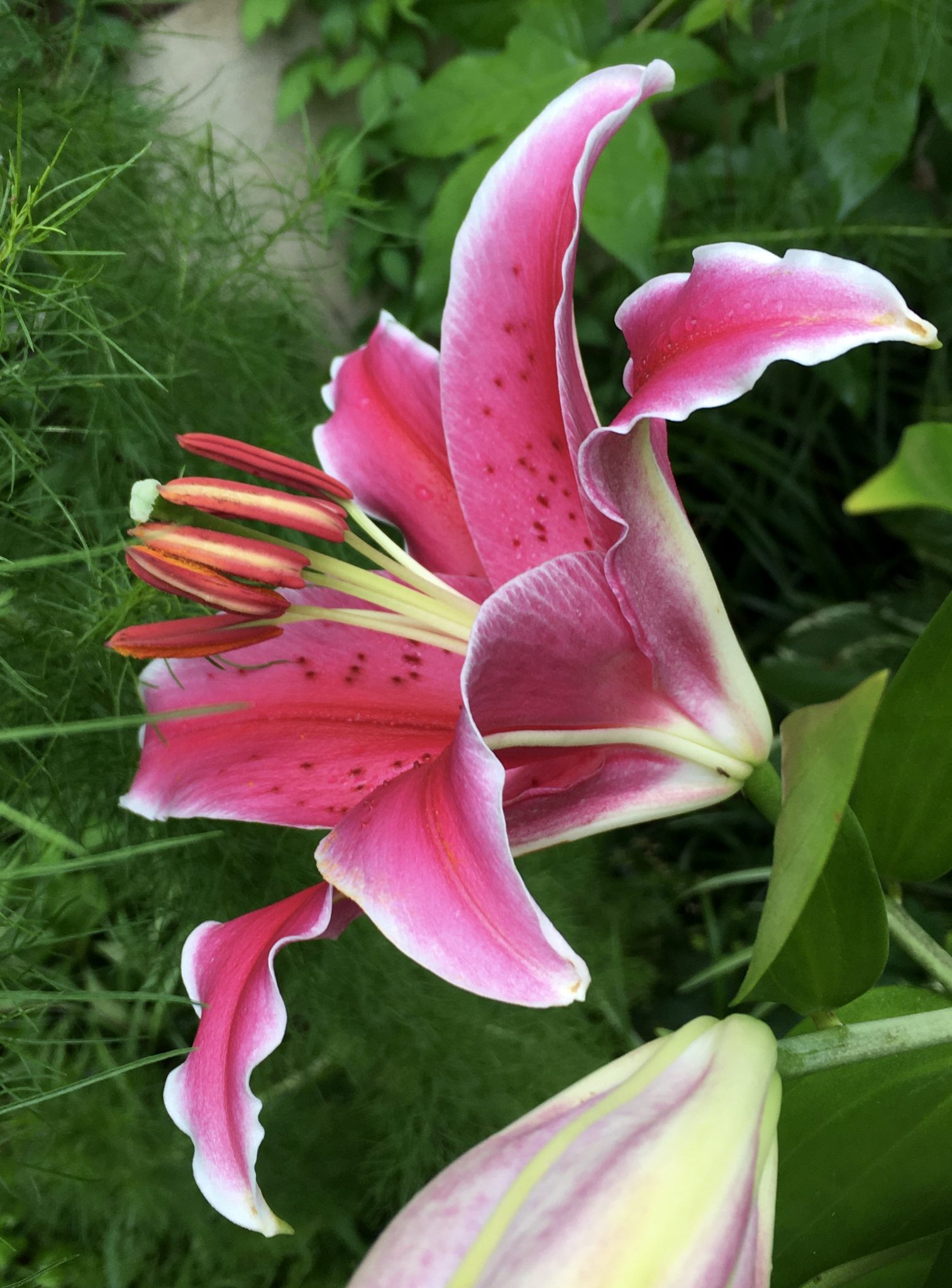 Stargazer Lilies and Giant Sunflowers Fun in Our Summer Garden! Athens, 07/11/2021