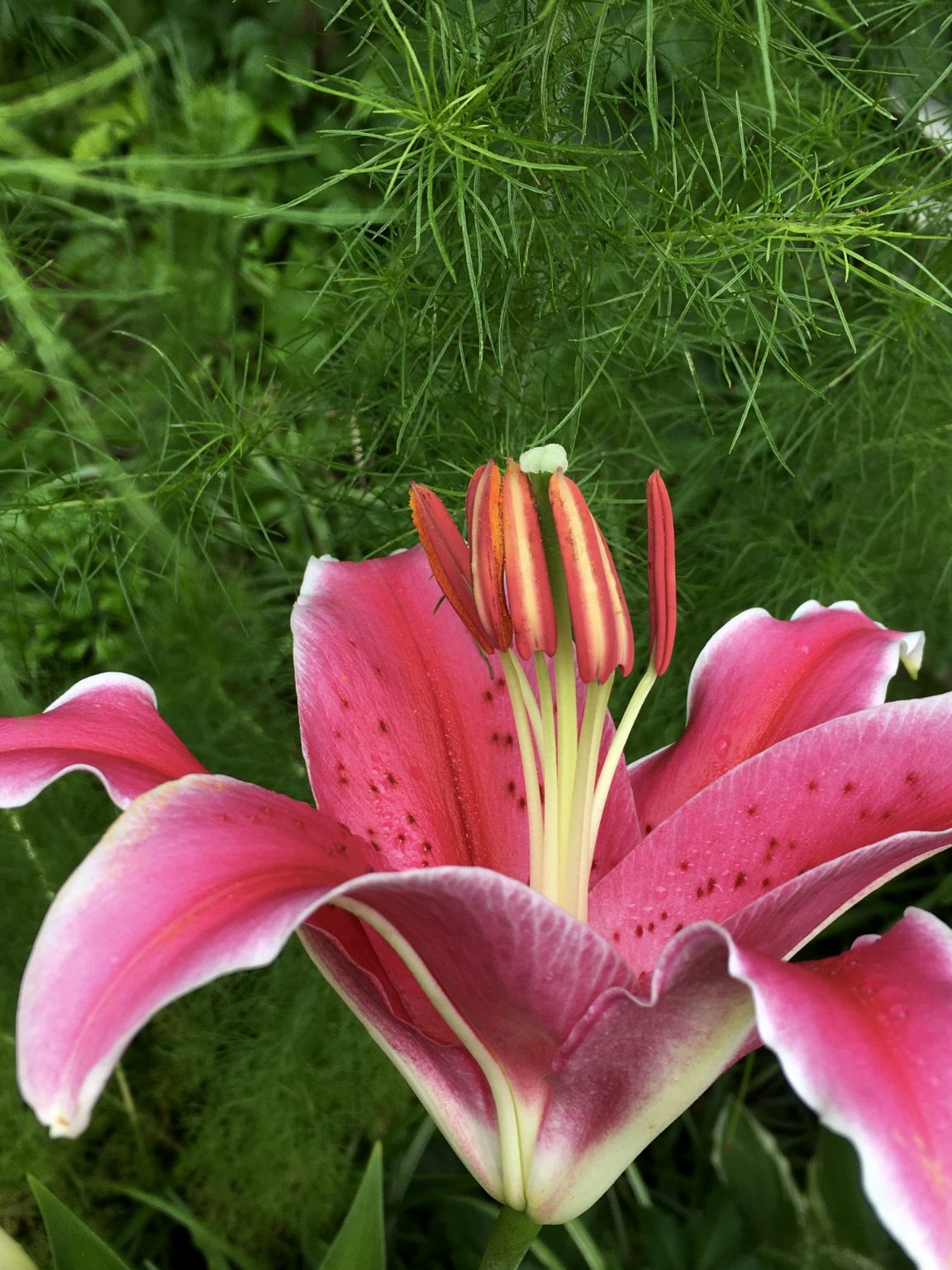 Stargazer Lilies and Giant Sunflowers Fun in Our Summer Garden