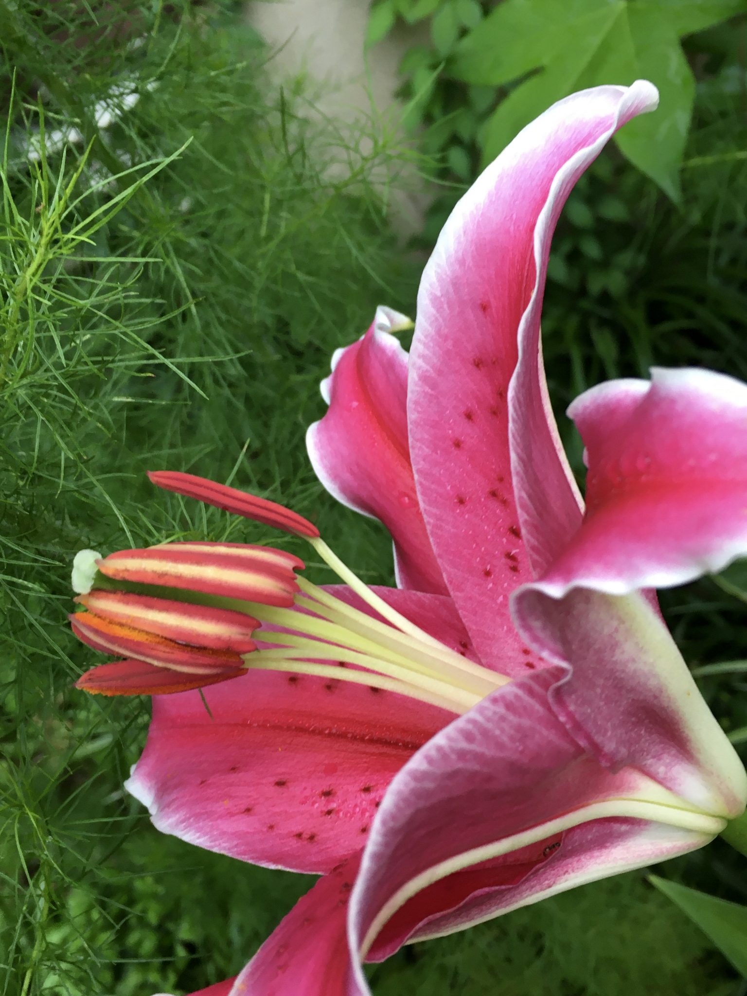 Stargazer Lilies and Giant Sunflowers Fun in Our Summer Garden! Athens, 07/11/2021