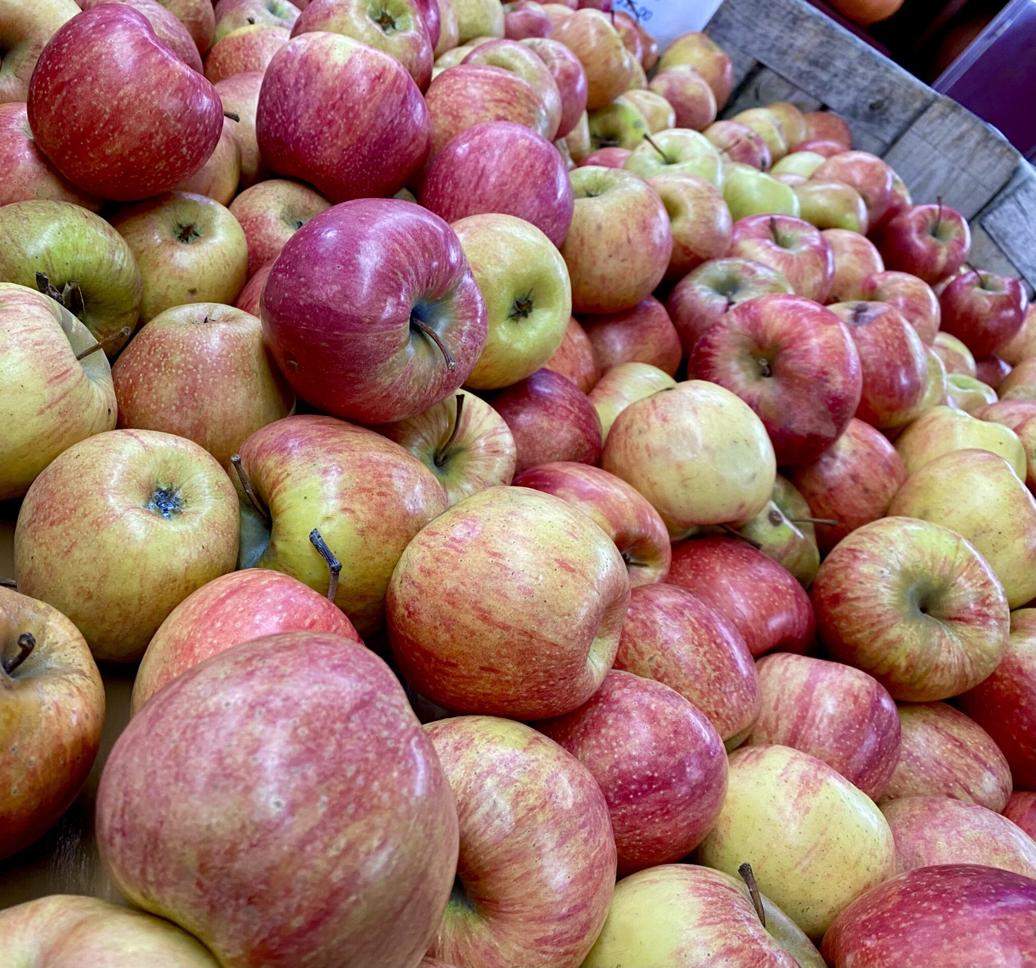Apple Season in North Aaron Family Orchards Ellijay,