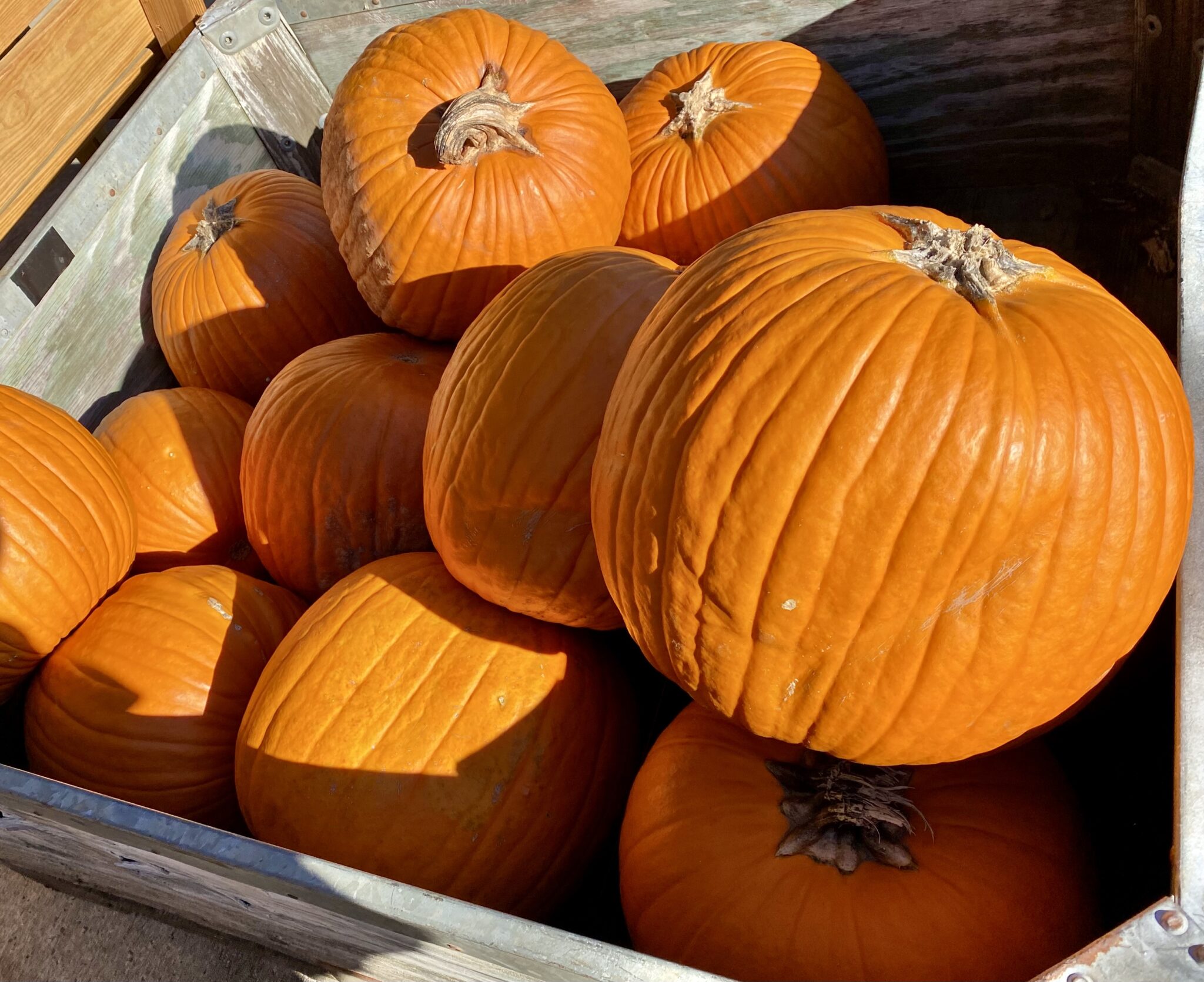 Apple Season in North Mack Aaron’s Apple House Ellijay