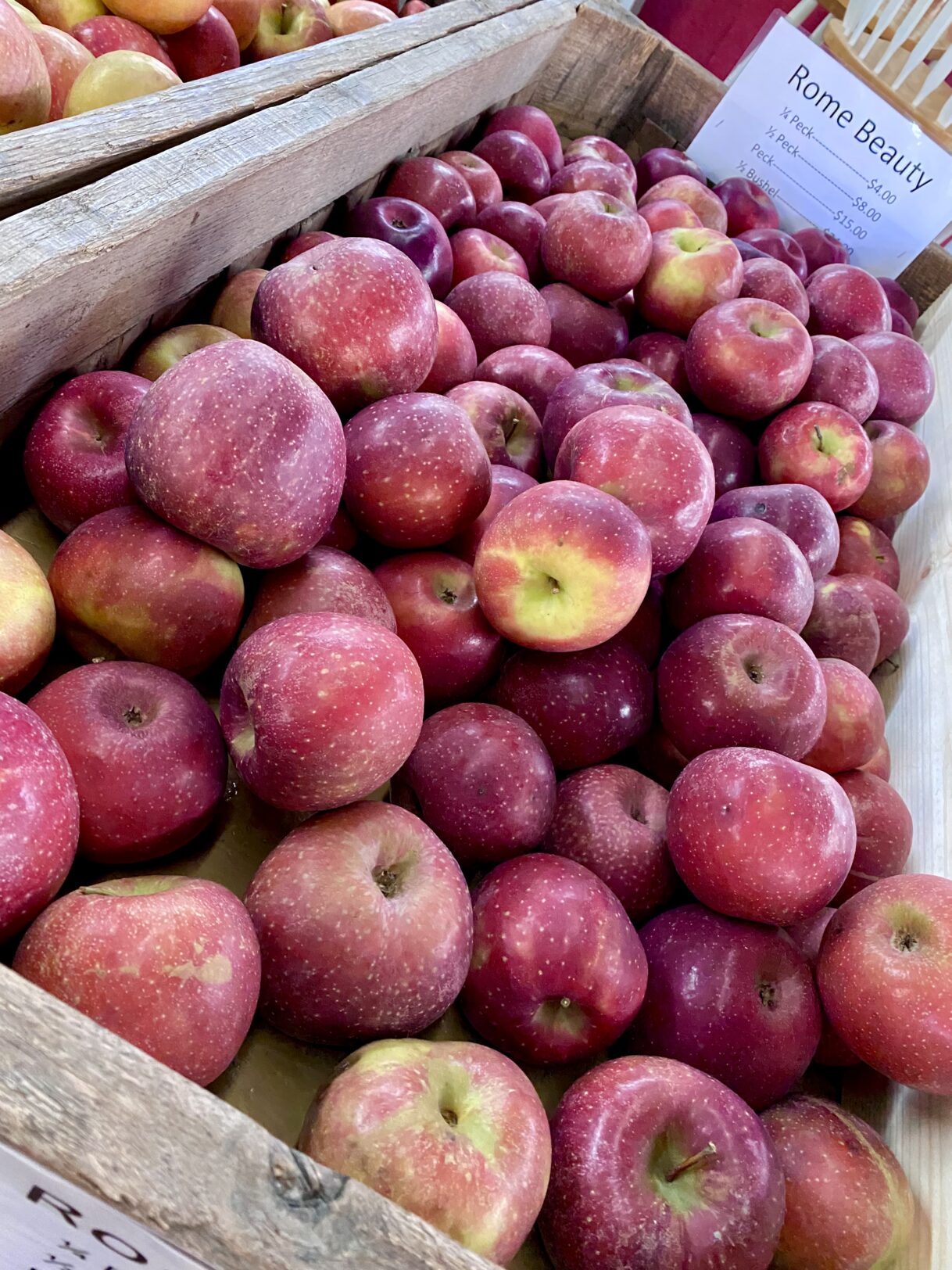 Apple Season in North Aaron Family Orchards Ellijay,